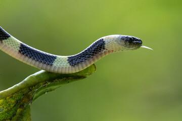 forest flame snake (Oxyrhopus petolarius) in the colombian jungle