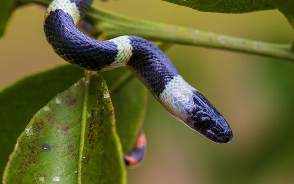 forest flame snake (Oxyrhopus petolarius) in the colombian jungle