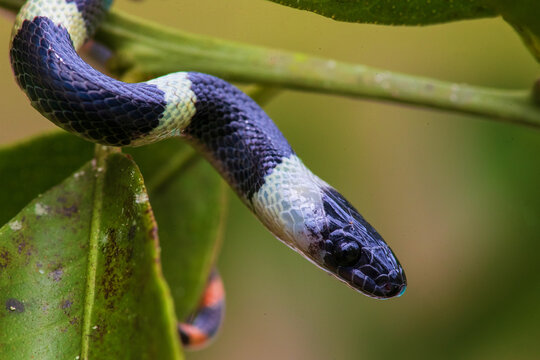 forest flame snake (Oxyrhopus petolarius) in the colombian jungle