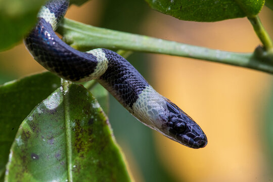forest flame snake (Oxyrhopus petolarius) in the colombian jungle