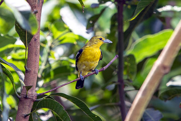 Bright Common Iora Perched On Tree Branch In Lush Green Foliage