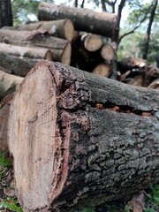 Tree Bark- close-up of tree log with a pile of logs in the background-Deforestation