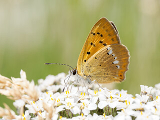 Cuivré de la Verge-d’or (Lycaena virgaureae) butinant une fleur alpine à Tignes, macro naturaliste du papillon cuivré des montagnes
