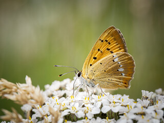 Cuivré de la Verge-d’or (Lycaena virgaureae) butinant une fleur alpine à Tignes, macro naturaliste du papillon cuivré des montagnes