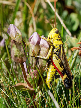 Criquet des p&acirc;turages alpins (Arcyptera fusca) sur gentiane en montagne &agrave; Tignes, macro naturaliste des Alpes fran&ccedil;aises