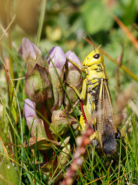 Criquet des p&acirc;turages alpins (Arcyptera fusca) sur gentiane en montagne &agrave; Tignes, macro naturaliste des Alpes fran&ccedil;aises