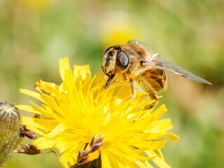 Syrphe ceinturé (Eristalis tenax) butinant une fleur jaune à Tignes, macro naturaliste sur la pollinisation en montagne