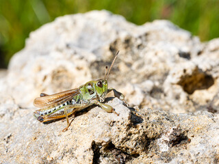 Criquet à ailes bleues (Gomphocerus sibiricus) sur rocher en milieu alpin à Tignes, macro naturaliste de la faune de montagne