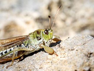 Criquet à ailes bleues (Gomphocerus sibiricus) sur rocher en milieu alpin à Tignes, macro naturaliste de la faune de montagne