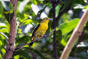 Bright Common Iora Perched On Tree Branch In Lush Green Foliage