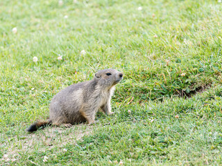 Jeune marmotte alpine (Marmota marmota) dans les prairies de Tignes, photographie naturaliste de la faune montagnarde
