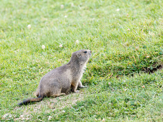 Jeune marmotte alpine (Marmota marmota) dans les prairies de Tignes, photographie naturaliste de la faune montagnarde