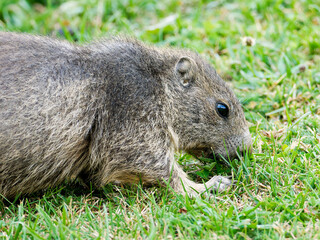 Jeune marmotte alpine (Marmota marmota) dans les prairies de Tignes, photographie naturaliste de la faune montagnarde