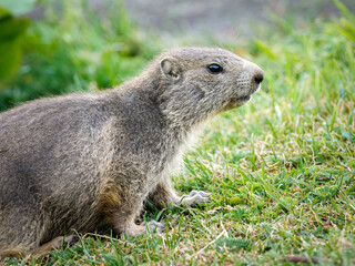 Jeune marmotte alpine (Marmota marmota) dans les prairies de Tignes, photographie naturaliste de la faune montagnarde