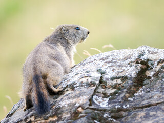Jeune marmotte alpine (Marmota marmota) dans les prairies de Tignes, photographie naturaliste de la faune montagnarde