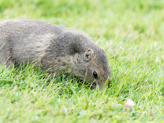 Jeune marmotte alpine (Marmota marmota) dans les prairies de Tignes, photographie naturaliste de la faune montagnarde