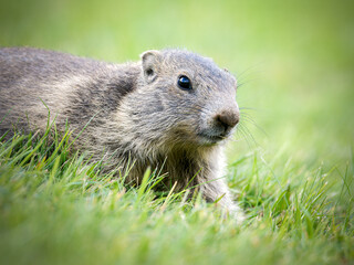 Jeune marmotte alpine (Marmota marmota) dans les prairies de Tignes, photographie naturaliste de la faune montagnarde