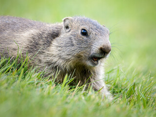 Jeune marmotte alpine (Marmota marmota) dans les prairies de Tignes, photographie naturaliste de la faune montagnarde