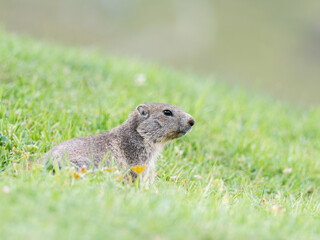 Jeune marmotte alpine (Marmota marmota) dans les prairies de Tignes, photographie naturaliste de la faune montagnarde