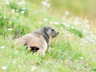 Marmotte alpine (Marmota marmota) dans une prairie fleurie des Alpes, à Tignes (Savoie, France)