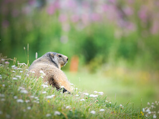 Marmotte alpine (Marmota marmota) dans une prairie fleurie des Alpes, à Tignes (Savoie, France)