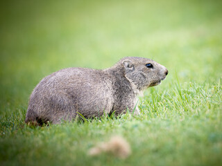 Jeune marmotte alpine (Marmota marmota) dans les prairies de Tignes, photographie naturaliste de la faune montagnarde