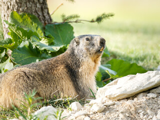 Marmotte alpine (Marmota marmota) près de son terrier à Tignes, photographie naturaliste de la faune des Alpes
