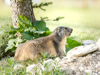 Marmotte alpine (Marmota marmota) près de son terrier à Tignes, photographie naturaliste de la faune des Alpes