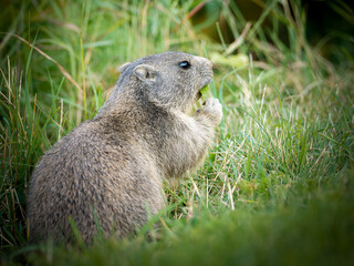 Jeune marmotte alpine (Marmota marmota) dans les prairies de Tignes, photographie naturaliste de la faune montagnarde