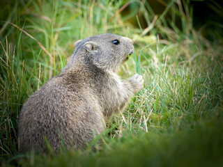 Jeune marmotte alpine (Marmota marmota) dans les prairies de Tignes, photographie naturaliste de la faune montagnarde