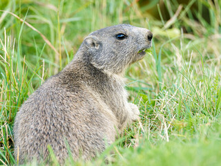 Jeune marmotte alpine (Marmota marmota) dans les prairies de Tignes, photographie naturaliste de la...