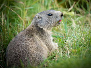 Jeune marmotte alpine (Marmota marmota) dans les prairies de Tignes, photographie naturaliste de la faune montagnarde