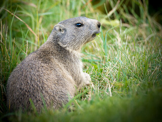 Jeune marmotte alpine (Marmota marmota) dans les prairies de Tignes, photographie naturaliste de la faune montagnarde