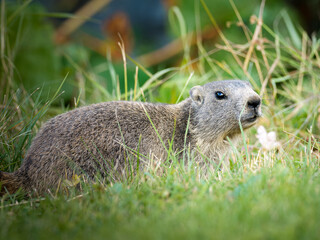Jeune marmotte alpine (Marmota marmota) dans les prairies de Tignes, photographie naturaliste de la faune montagnarde