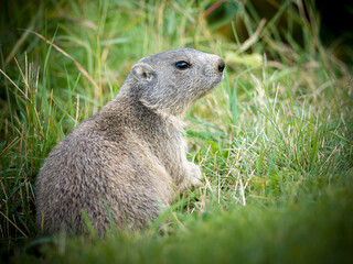 Jeune marmotte alpine (Marmota marmota) dans les prairies de Tignes, photographie naturaliste de la faune montagnarde