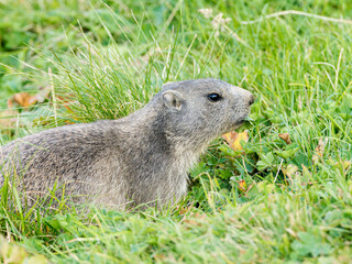 Jeune marmotte alpine (Marmota marmota) dans les prairies de Tignes, photographie naturaliste de la faune montagnarde