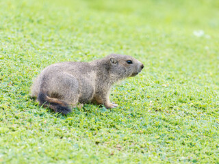 Jeune marmotte alpine (Marmota marmota) dans les prairies de Tignes, photographie naturaliste de la faune montagnarde