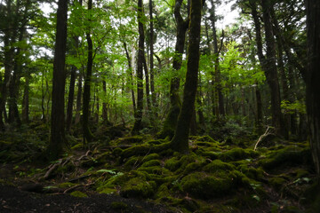Aokigahara Jukai at the Foot of Mount Fuji, Yamanashi, Japan