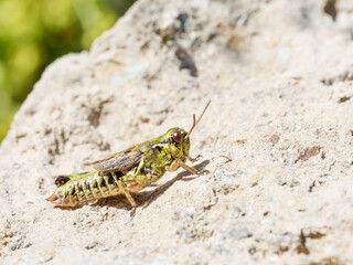 Criquet boréo-alpin (Melanoplus frigidus) sur un rocher ensoleillé à Tignes, Savoie, photographie naturaliste