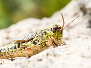 Criquet boréo-alpin (Melanoplus frigidus) sur un rocher ensoleillé à Tignes, Savoie, photographie naturaliste