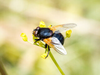 Mouche de midi (Mesembrina meridiana) posée sur une fleur alpine à Tignes, Savoie, photographie naturaliste macro
