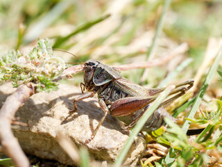 Sauterelle du genre Metrioptera dans les prairies alpines de Tignes, Savoie, macrophotographie naturaliste