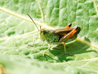 Criquet mélodieux (Stauroderus scalaris) sur une feuille à Tignes, Savoie
