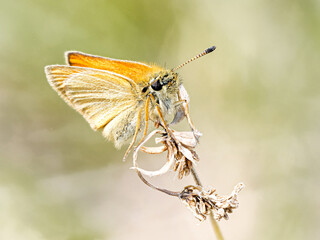 Hespérie du dactyle (Thymelicus lineola) posée sur une tige sèche à Tignes, Savoie