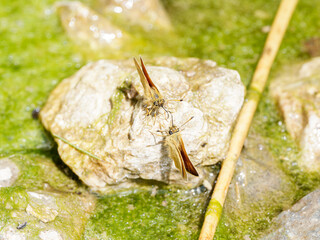Hespérie du dactyle (Thymelicus lineola) s’abreuvant sur une pierre humide à Tignes, Savoie