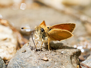 Hespérie du dactyle (Thymelicus lineola) s’abreuvant sur une pierre humide à Tignes, Savoie