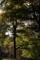 Forest in Early Autumn, foliage starting to colour and bright sun shows up the colour of the leaves.