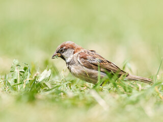 Passer domesticus – Moineau domestique mâle au sol dans les prairies alpines de Tignes, Savoie