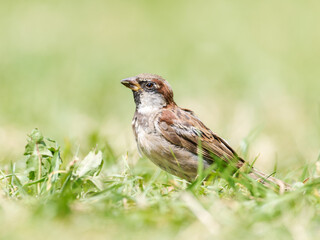 Passer domesticus – Moineau domestique mâle au sol dans les prairies alpines de Tignes, Savoie
