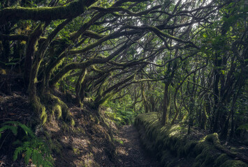 Exploring Anaga Forest in Tenerife's Serene Morning Light